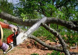 Lawn Renovation and Restoration in Westmorland, CA