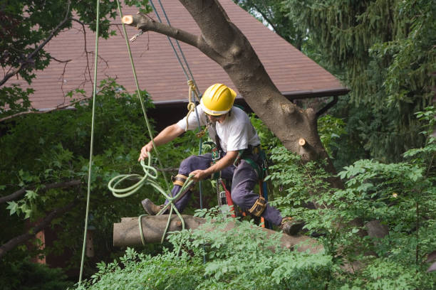 Best Arborist Consultation Services  in Westmorland, CA